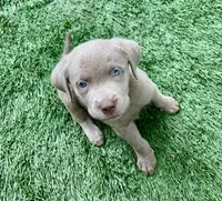 Daisy, a female Labrador Retriever for sale in Centralia, IL – 7 of 7