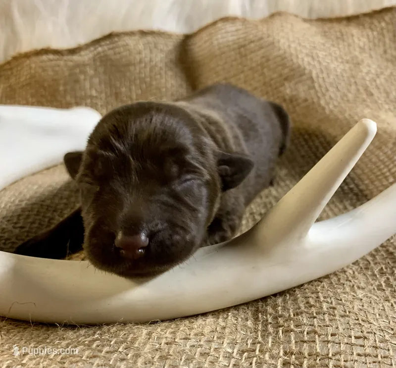 Sophi  – Labrador Retriever puppy for sale in Centralia, IL