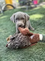 Bella, a female Labrador Retriever for sale in Centralia, IL – 1 of 4