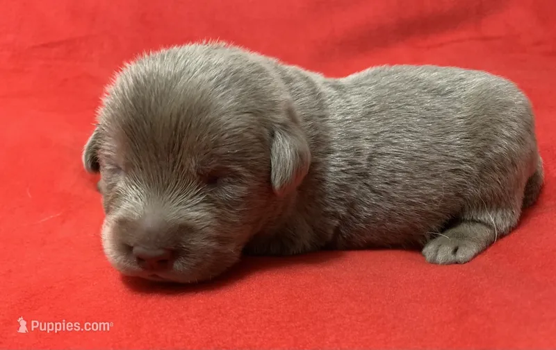 Cooper – Labrador Retriever puppy for sale in Centralia, IL
