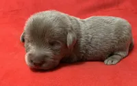 Cooper, a male Labrador Retriever for sale in Centralia, IL – 4 of 6