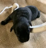 Laken , a female Labrador Retriever for sale in Centralia, IL – 2 of 5