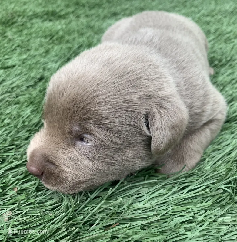 Bullet  – Labrador Retriever puppy for sale in Centralia, IL