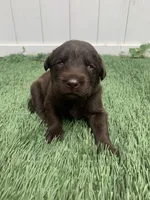 River, a female Labrador Retriever for sale in Centralia, IL – 5 of 8