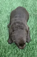 River, a female Labrador Retriever for sale in Centralia, IL – 6 of 8