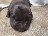 Rocky, a male Labrador Retriever for sale in Centralia, IL – Photo 4 of 7