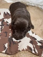 Rocky, a male Labrador Retriever for sale in Centralia, IL – Photo 3 of 7