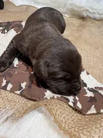 Rocky, a male Labrador Retriever for sale in Centralia, IL – Photo 2 of 7