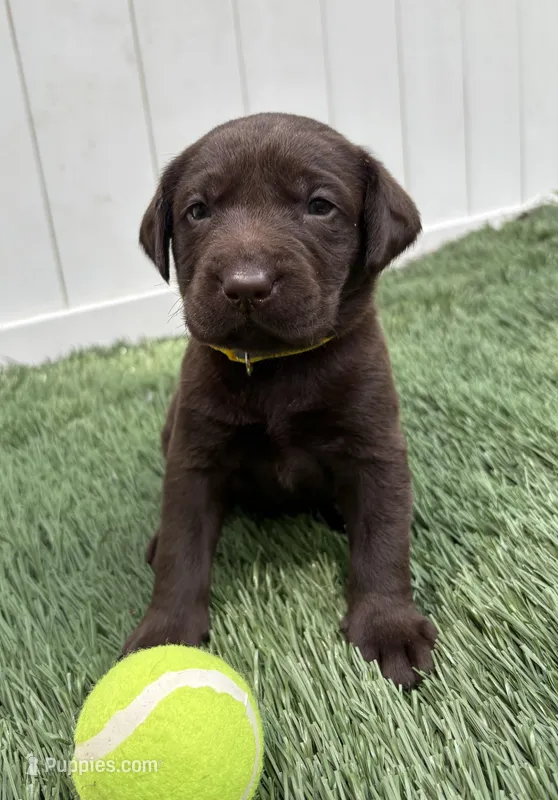 Roxy  – Labrador Retriever puppy for sale in Centralia, IL
