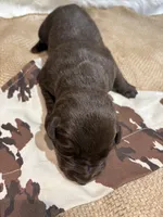 Rocky, a male Labrador Retriever for sale in Centralia, IL – Photo 5 of 7