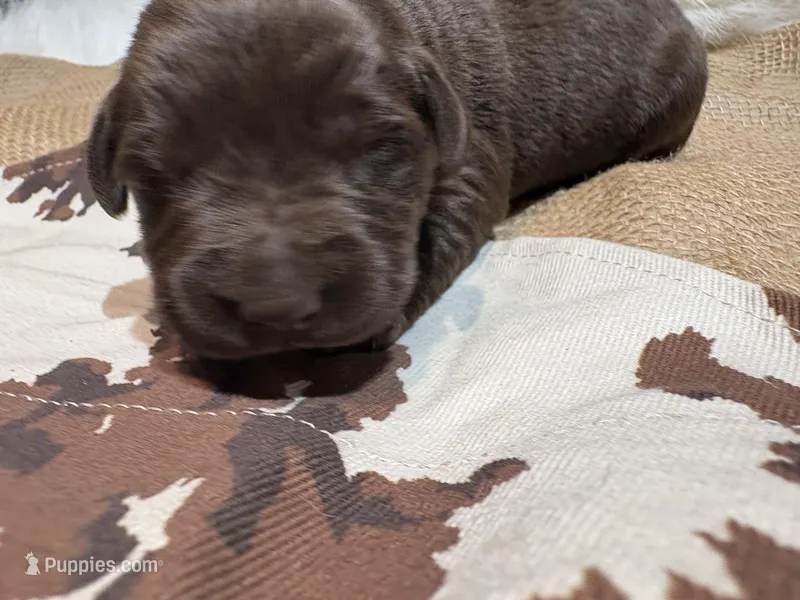 Rocky – Labrador Retriever puppy for sale in Centralia, IL