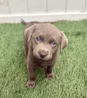 Bentley, a male Labrador Retriever for sale in Centralia, IL – 4 of 6