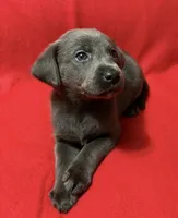 Sofia , a female Labrador Retriever for sale in Centralia, IL – 4 of 7