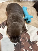 Sarge, a male Labrador Retriever for sale in Centralia, IL – Photo 6 of 7