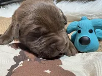 Sarge, a male Labrador Retriever for sale in Centralia, IL – Photo 2 of 7