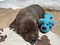 Sarge, a male Labrador Retriever for sale in Centralia, IL – Photo 3 of 7