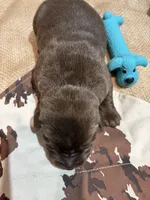 Sarge, a male Labrador Retriever for sale in Centralia, IL – Photo 5 of 7