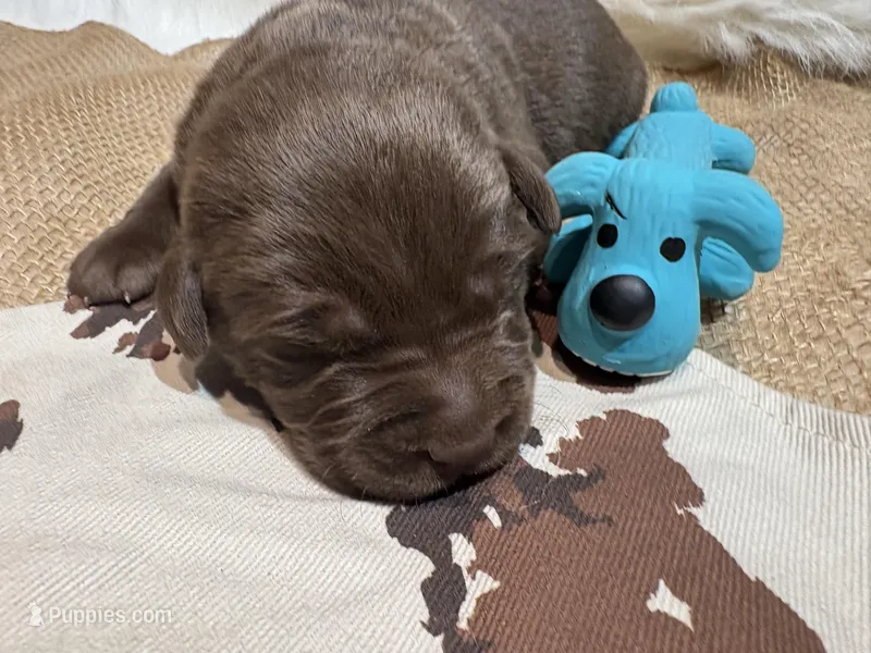 Sarge – Labrador Retriever puppy for sale in Centralia, IL