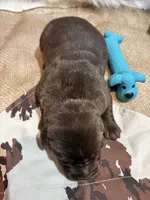 Sarge, a male Labrador Retriever for sale in Centralia, IL – Photo 4 of 7