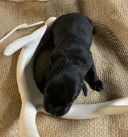Laken , a female Labrador Retriever for sale in Centralia, IL – 3 of 5