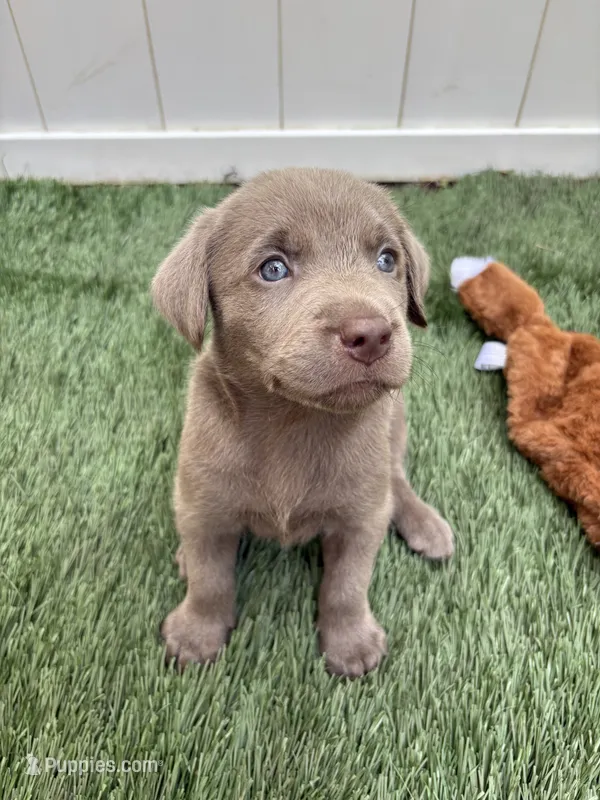 Bullet  – Labrador Retriever puppy for sale in Centralia, IL