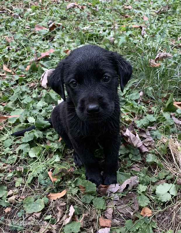Midnight  – Labrador Retriever puppy for sale in Centralia, IL