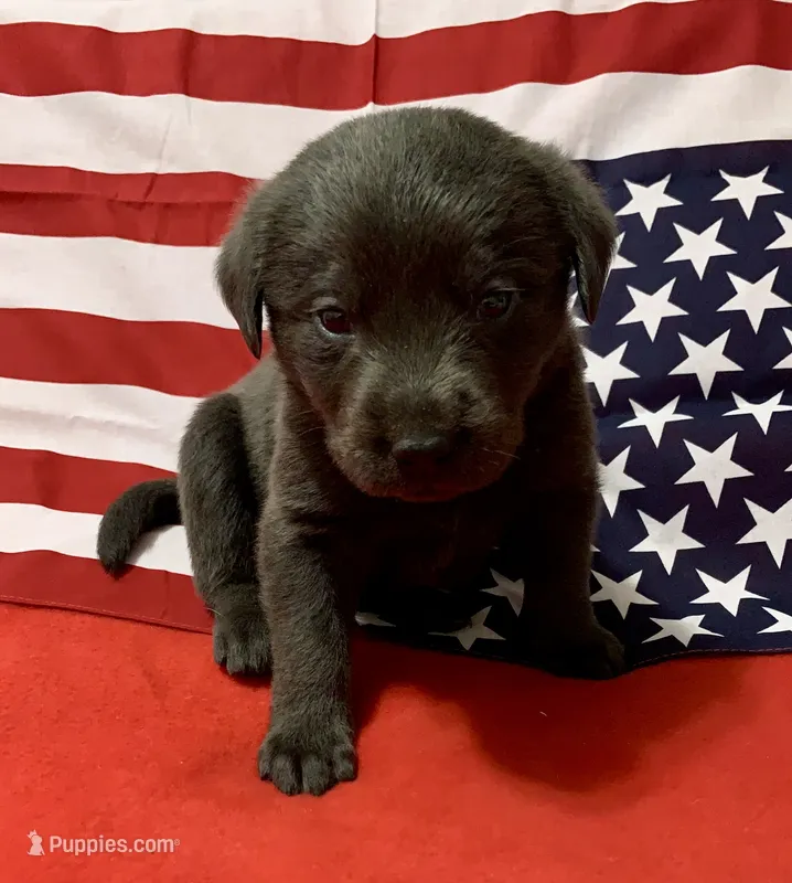 Rocky  – Labrador Retriever puppy for sale in Centralia, IL