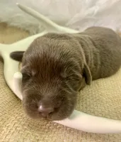 Remi, a female Labrador Retriever for sale in Centralia, IL – 3 of 7