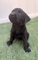 Ash , a male Labrador Retriever for sale in Centralia, IL – 6 of 10