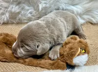 Magnum , a male Labrador Retriever for sale in Centralia, IL – 6 of 8