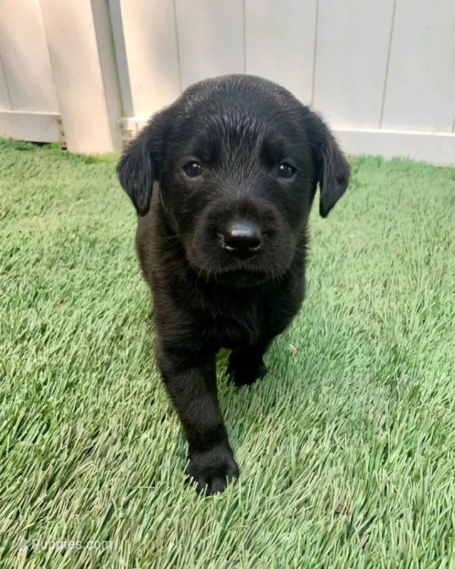Sarge – Labrador Retriever puppy for sale in Centralia, IL