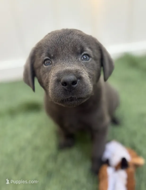 Coal  – Labrador Retriever puppy for sale in Centralia, IL