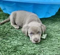Daisy, a female Labrador Retriever for sale in Centralia, IL – 4 of 7