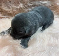 Willow, a female Labrador Retriever for sale in Centralia, IL – 2 of 7