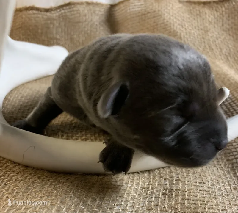 Ruger  – Labrador Retriever puppy for sale in Centralia, IL