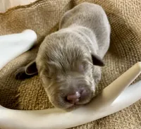 Bullet , a male Labrador Retriever for sale in Centralia, IL – 2 of 6