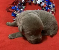 Prince , a male Labrador Retriever for sale in Centralia, IL – 4 of 6