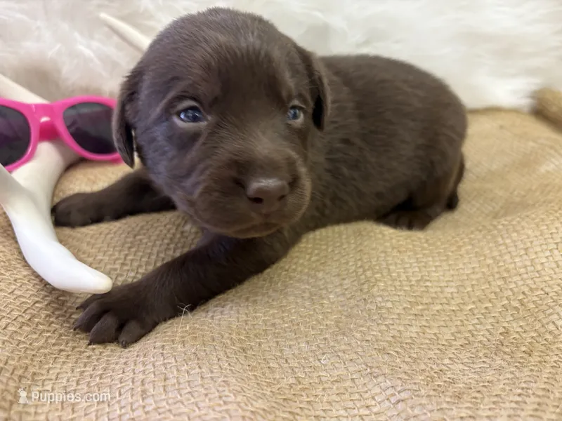 Remi  – Labrador Retriever puppy for sale in Centralia, IL