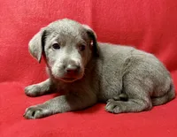 Remi , a female Labrador Retriever for sale in Centralia, IL – 3 of 5