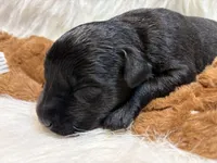 Black Jack , a male Labrador Retriever for sale in Centralia, IL – 5 of 6