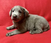 Remi , a female Labrador Retriever for sale in Centralia, IL – 5 of 5