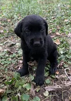 Buddy , a male Labrador Retriever for sale in Centralia, IL – 4 of 8