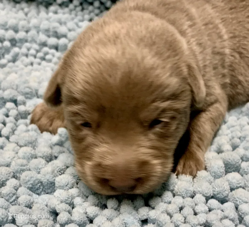 Bullet  – Labrador Retriever puppy for sale in Centralia, IL
