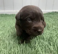 River, a female Labrador Retriever for sale in Centralia, IL – 8 of 8