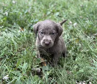  Nikki , a female Labrador Retriever for sale in Centralia, IL – 4 of 8