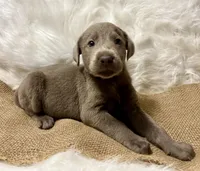 Magnum, a male Labrador Retriever for sale in Centralia, IL – 6 of 6
