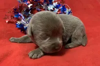 Prince , a male Labrador Retriever for sale in Centralia, IL – 3 of 6