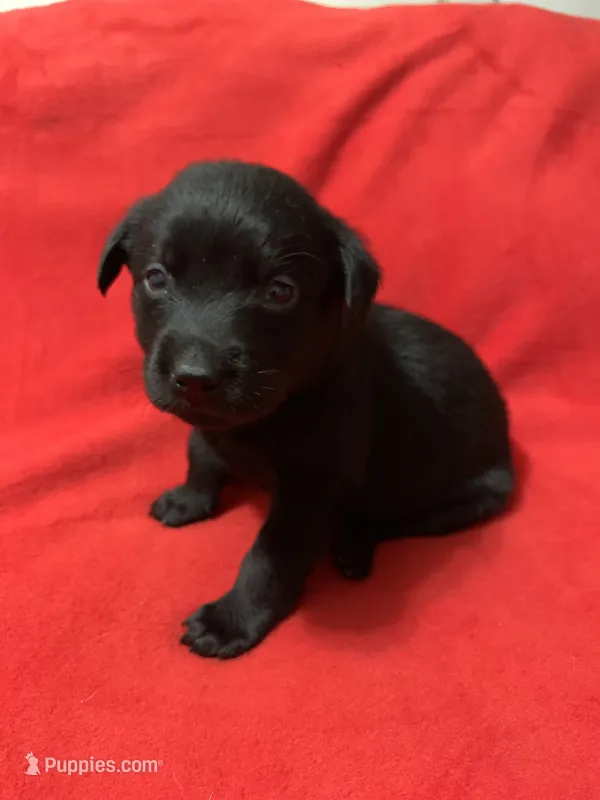 Sarge – Labrador Retriever puppy for sale in Centralia, IL