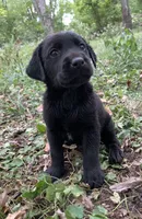 Buddy , a male Labrador Retriever for sale in Centralia, IL – 7 of 8