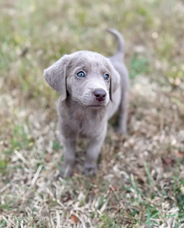 Lucy  – Labrador Retriever puppy for sale in Centralia, IL
